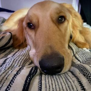 Meet your Posher, Kenneth